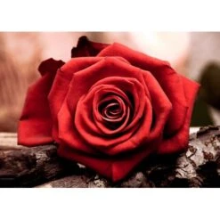 Kit Diamond Painting - Rosa Roja - Collection D'Art